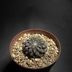 サボテン,エリオシケ,サボテン☆,バルコニスト,エリオシケ属の画像