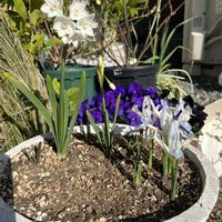 ミニアイリス,ラナンキュラス,ラナンキュラス　ラックス,ラナンキュラスラックス　ハデス,ラナンキュラスラックス　ミネルバの画像