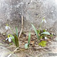 スノードロップ,多肉のある暮らし,富山支部,庭の画像