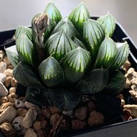 ハオルチア,黒オブツーサ,黒オブツーサ,魔王,魔王の画像