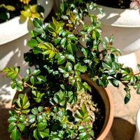 マンダリナ・コルダナ,祈る震災復興,新緑,花のある暮らし,緑のある暮らしの画像