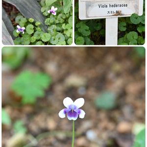 スミレ,パンダスミレ,黒葉スミレ,ビオラ　ラブラドリカ,パンダスミレ（ツタスミレ）の画像