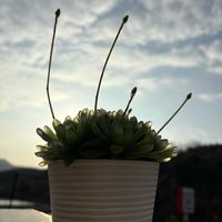 ハオルチアの画像