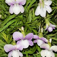 スミレ,スミレ,スミレ,鉢植え,ネコ好きの画像