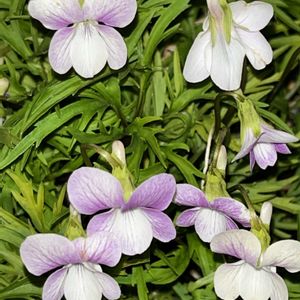 スミレ,スミレ,スミレ,鉢植え,ネコ好きの画像