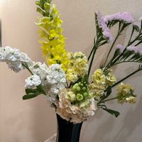 キンギョソウ,ストック,ポピー,黄色の花,可憐な花の画像