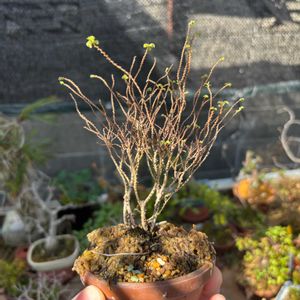 ツクモケヤキ,ヒメニレケヤキ,盆栽,小品盆栽,ミニ盆栽の画像