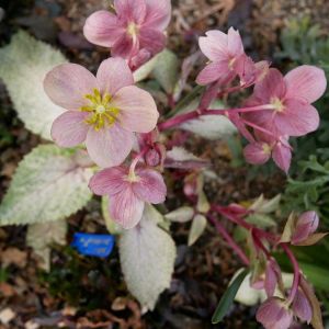 クリスマスローズ　ステルニー　ダイヤモンドダスト,花のある暮らし,植物のある暮らし,花のある生活,斑入り葉の画像