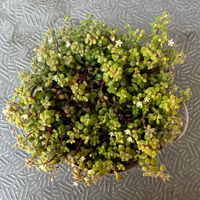 セダム,ブロウメアナ,多肉植物,多肉中毒,ベランダ多肉の画像