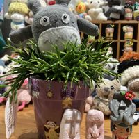 ベランダー,多肉女子,おひとりさま多肉,GS植物うちなーぐち会,まつぴよさんｿｯｸｽﾌｧﾐﾘｰ♥️の画像