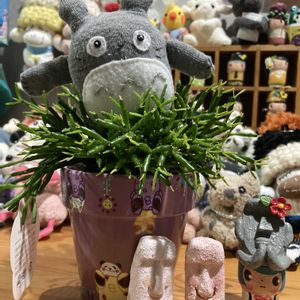 ベランダー,多肉女子,おひとりさま多肉,GS植物うちなーぐち会,まつぴよさんｿｯｸｽﾌｧﾐﾘｰ♥️の画像