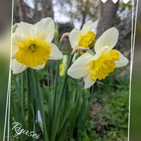 水仙,アイスフォーリス,地植え,可愛い〜♡,花のある暮らしの画像