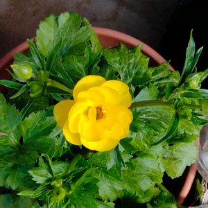 小さな庭の画像