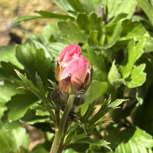 プリムラオブコニカ,ラナンキュラス ラックス アウラ,鉢植え,ガーデニング,花のある暮らしの画像