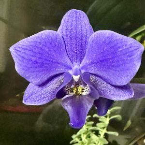 胡蝶蘭,胡蝶蘭,胡蝶蘭,ミディ胡蝶蘭,ミディ胡蝶蘭の画像