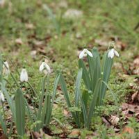 スノードロップ,白い花,花壇の花,春の訪れ,うつむく花♪の画像