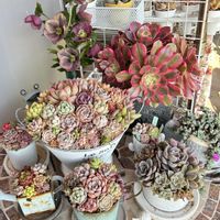 クリスマスローズ,ムスカリ,胡蝶の舞,胡蝶の舞,桃太郎の画像