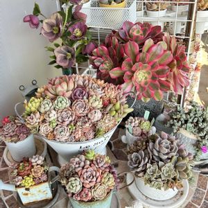 クリスマスローズ,ムスカリ,胡蝶の舞,胡蝶の舞,桃太郎の画像