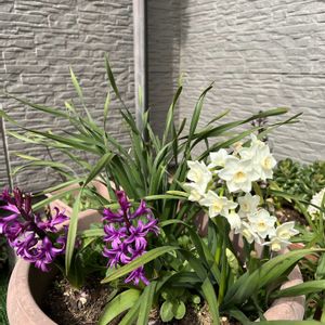 スノーフレーク,ヒヤシンス,陽光桜,鉢植え,花のある暮らしの画像