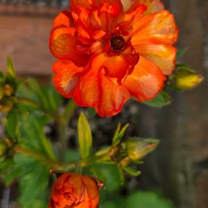 小さな庭の画像