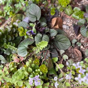 オリーブ,クリスマスローズ,スミレ,オリーブの木,ピェール・ドゥ・ロンサールの画像