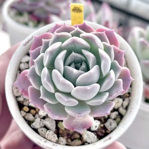 ジロ × ラウイ,ギロ×ラウイ,神奈川タニラー,多肉男子,バルコニー/ベランダの画像