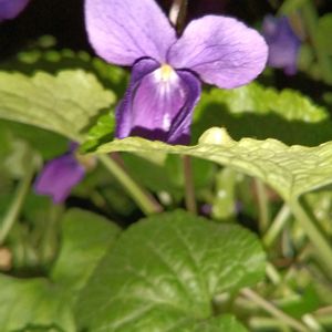 ベランダの画像