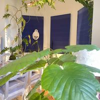 ブーゲンビリア,ブーゲンビリア,ウンベラータ,フィロデンドロンボブシー,フィロデンドロンボブシーの画像