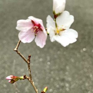 玄関ガーデンの画像