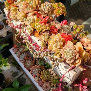 多肉植物,エケベリア好き,多肉女子,ベランダの画像