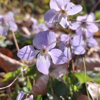 スミレ,今日のお花,祈る思いの画像