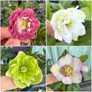クリスマスローズ,クリスマスローズ,クリスマスローズ　セミダブル,クリスマスローズ ダブル,クリスマスローズ ダブルの画像