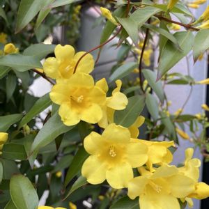 黄色の花,春の訪れ,撮りだめ,心にメローイエロー,猫の額より狭い庭の画像