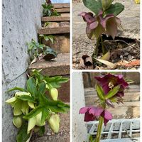 アセビ,クリスマスローズ,クリスマスローズ,クリスマスローズ,万両の画像