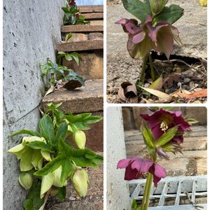 アセビ,クリスマスローズ,クリスマスローズ,クリスマスローズ,万両の画像