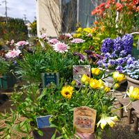 ディモルフォセカ,マーガレット,オステオスペルマム,フェリシア,ディモルフォセカ パステリーナの画像