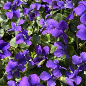 スミレ,お花は癒し,ベランダの画像