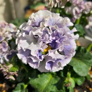 ローブ・ドゥ・アントワネット,花のある暮らし,サトウ園芸,花友さんに感謝♡,ベランダの画像