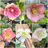 クリスマスローズ,クリスマスローズ,クリスマスローズ　セミダブル,クリスマスローズ　セミダブル,クリスマスローズ ダブルの画像