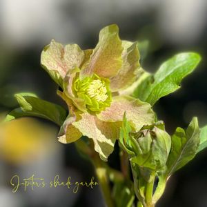 クリスマスローズ,パピエ クリスマスローズ,花郷園,クリスマスローズ  パピエ,クリスマスローズ　パピエ　アンティークの画像