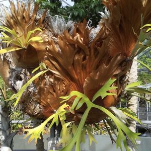 コウモリラン・ビカクシダの画像