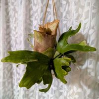 スノーフレーク,セリンセ・マヨール,コウモリラン・ビカクシダ,イチイの実,コサギの画像