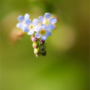 キュウリグサ,キュウリグサ,コウモリラン,ビカクシダ,ジロボウエンゴサクの画像