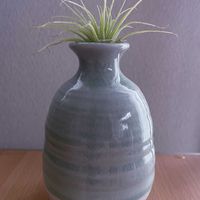 チランジア,エアプランツ,一輪挿し,iPhone撮影,唐津焼の画像