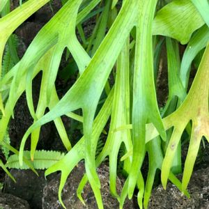 ビカクシダ,可憐な花,今日のお花,明日はきっと良い日になる,ワクワクの花たちの画像