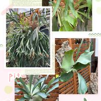 コウモリラン,ピカクシダ,掛川花鳥園,ハシビロコウ,今日のお花の画像