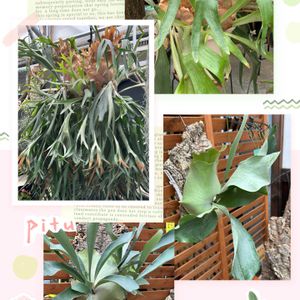 コウモリラン,ピカクシダ,掛川花鳥園,ハシビロコウ,今日のお花の画像