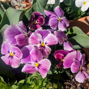 パンジー・ビオラ,ビオラ,こぼれ種ビオラ,種からビオラ,自家採種ビオラの画像