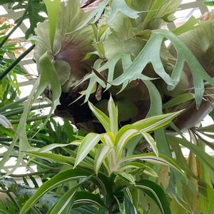 コウモリラン,ビカクシダ,着生植物, コウモリラン , ビカクシダの画像