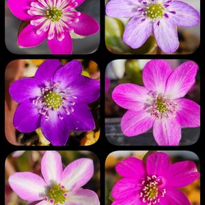 アネモネ,アネモネ,雪割草,雪割草,玄関前の画像